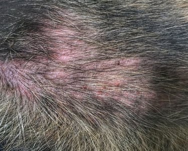 Allergiker Hund mit Hautentzündungen - THP Nicole Hempel 