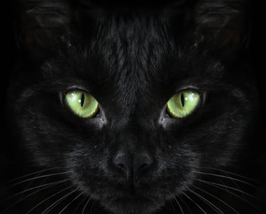 Chat noir, yeux vert pour expliquer la valeur "éthique et bienveillance"