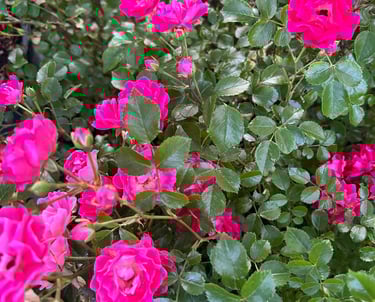 rose in alberta