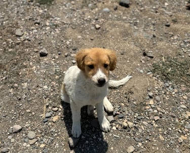 Cute puppy at the Reservoir