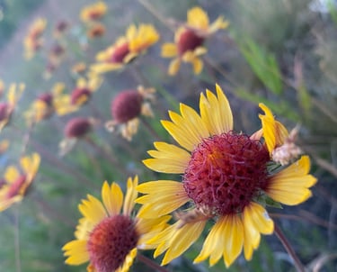 Close-up of vibrant yellow wildflowers with red centers blooming in a grassy field.