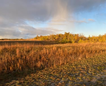 Golden autumn prairie landscape with tall dry grass and yellow trees under a sunset sky.