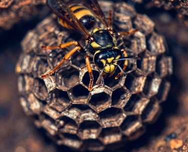 Close-up of a Vespa Velutina on a tree branch in a forest setting.