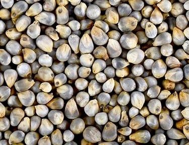 bajra