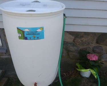 a photo of a rain barrel installed under a downspout with an overflow hose attached