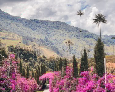 The Exit or Entrance of Cocora Valley