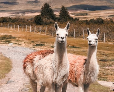 Two llamas in Cotopaxi National Park in Ecuador, South America