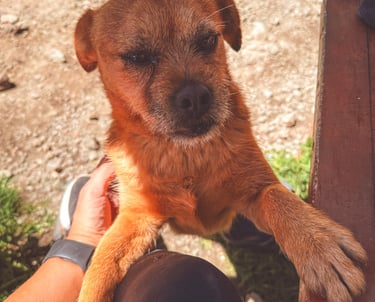 Street dog in Huaraz, Peru, South America