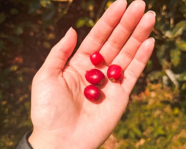 Coffee beans in Salento Finca