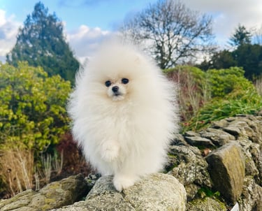 White Pomeranian puppy Canada