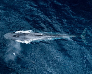 a blue whale taken from above