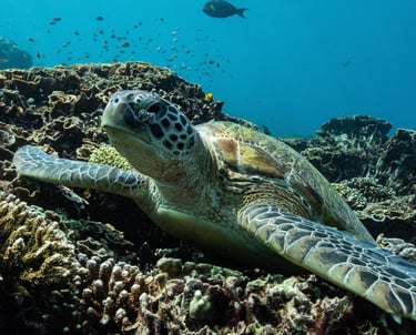 a turtle sitting on coral