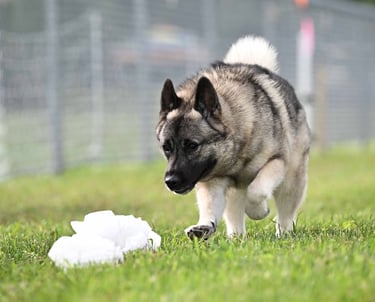 Norwegian Elkhound running in FastCAT