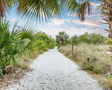 a path leading to a beach with palm trees