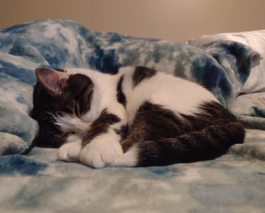 sleeping cat