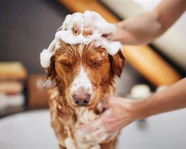 BANHO E TOSA CORTE UNHA LIMPEZA ORELHA TOSA TESOURA DAY CARE PET