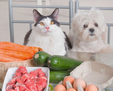 Comida natural para gato e cães day care pet