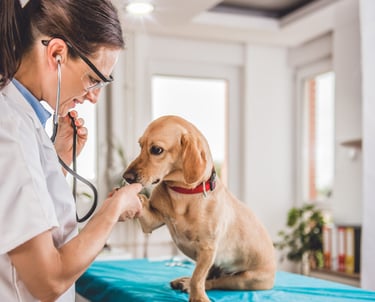 Consultório Veterinário vacinas, medicamentos pet DAY CARE PET