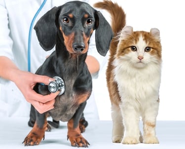 consultório veterinário cães e gatos DAYCARE PET