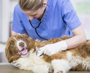 Consulta Veterinária DAY CARE PET