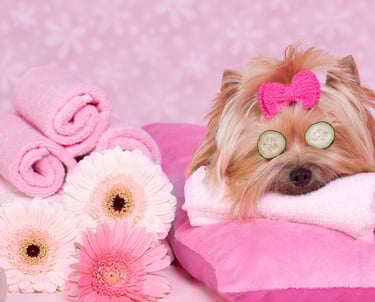 PET SPA OFURÔ PET MASSAGEM DAY CARE PET