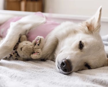 Reabilitação Pet caninia, monitoramento e pós cirurgico