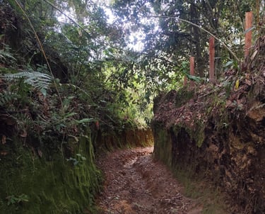Tramo de camino real en Anzoátegui, patrimonio cultural vivo