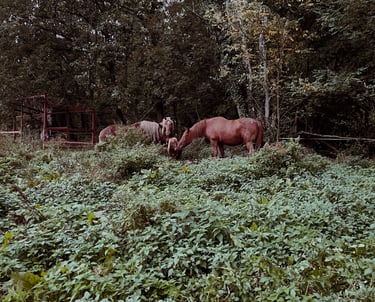 chevaux prairie