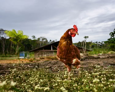 une poule élevée en pleine nature