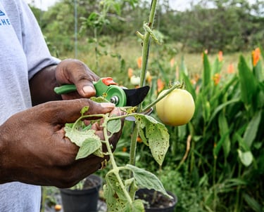 un homme réalise une bouture sur un plan de tomate