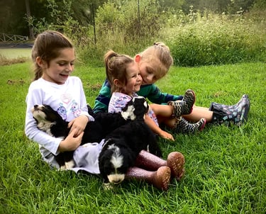 Happy Girls cuddle Adorable Bernedoodle Puppies
