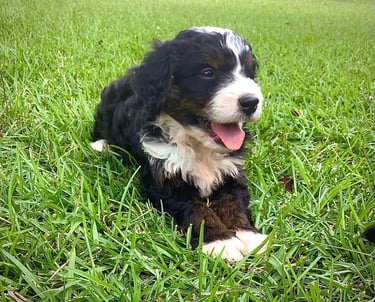 Content Bernedoodle puppy