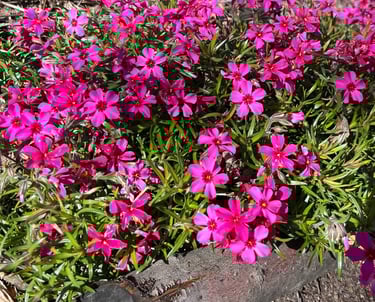 Moss phlox in full bloom