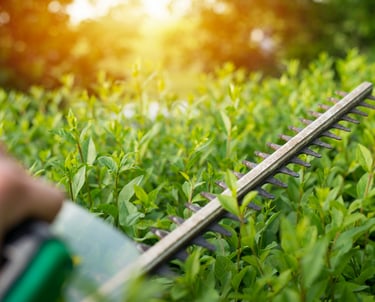 service-taille-de-haie-sables-d'olonne-la-roche-sur-yon