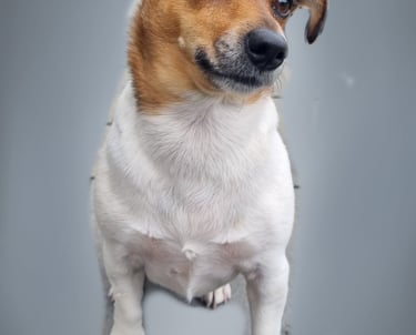 a dog sitting on a gray background