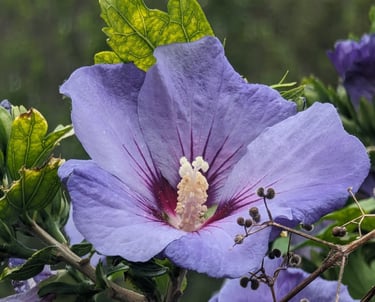 Hibiscus à la fleur d'un mauve délicat  avec un coeur  de feu d'artifice