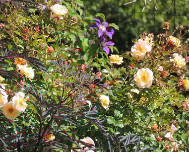 Association rosier abricot + clématite + sureau pourpre