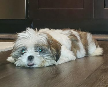 Maltese Shih Tzu Mix Puppy