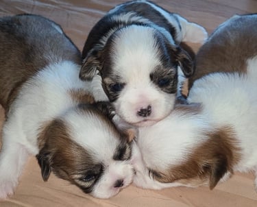 MalShi Maltese Shih Tzu Mix