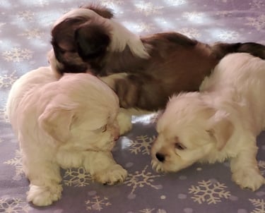 MalShi Puppy Litter
