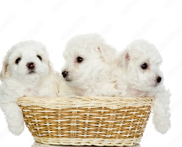 Maltese Puppy Litter