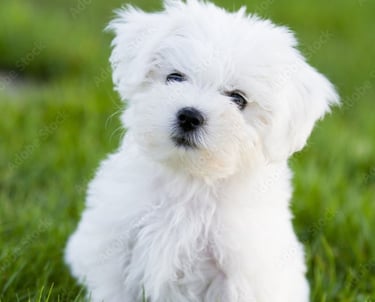 Perfect Paw Pups Maltese Puppy in grass