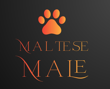 Male Maltese Perfect Paw Pups
