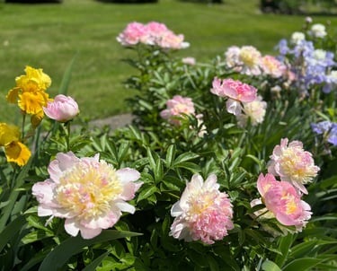 Beautiful peonies.