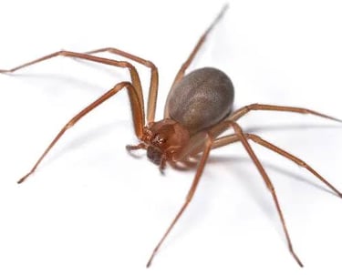 aranha marrom