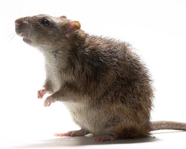 ratazana