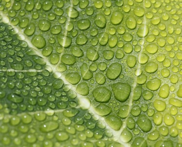 a close up of a leafy green leaflet