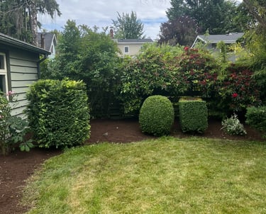 Trimmed Shrubs