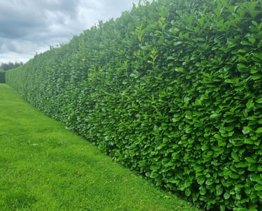 Laurel Hedge