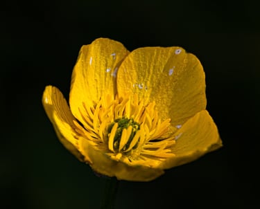 Macrophotographie